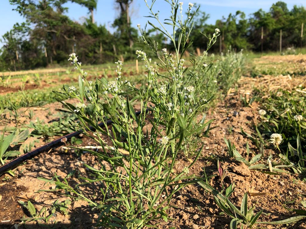 garden cress seeds plant Chamsur (Garden Cress)