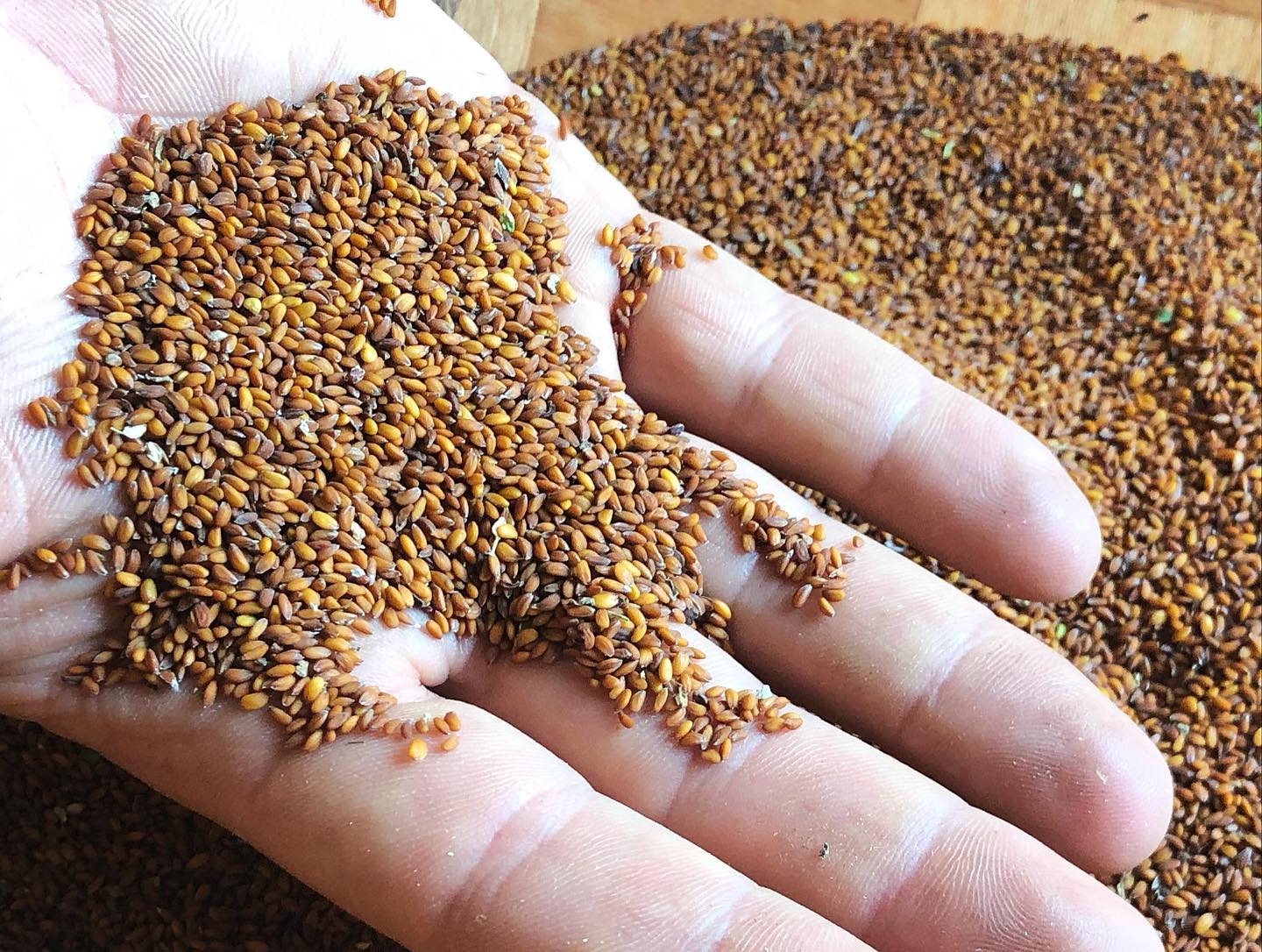 garden cress seeds near me Chamsur (Garden Cress) – Truelove Seeds