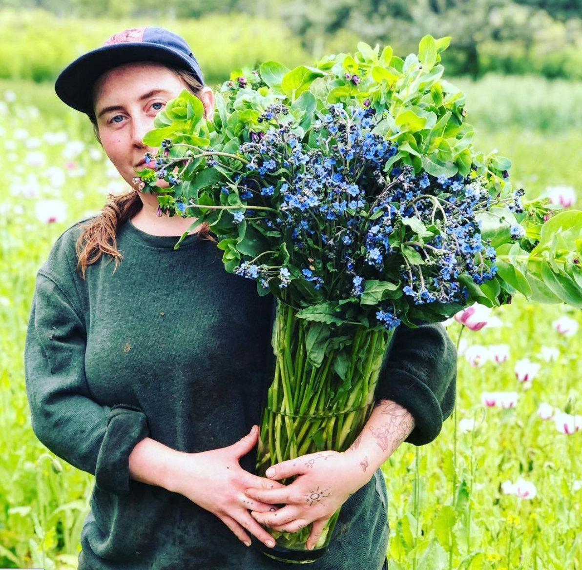 Chinese Forget-Me-Not – Truelove Seeds