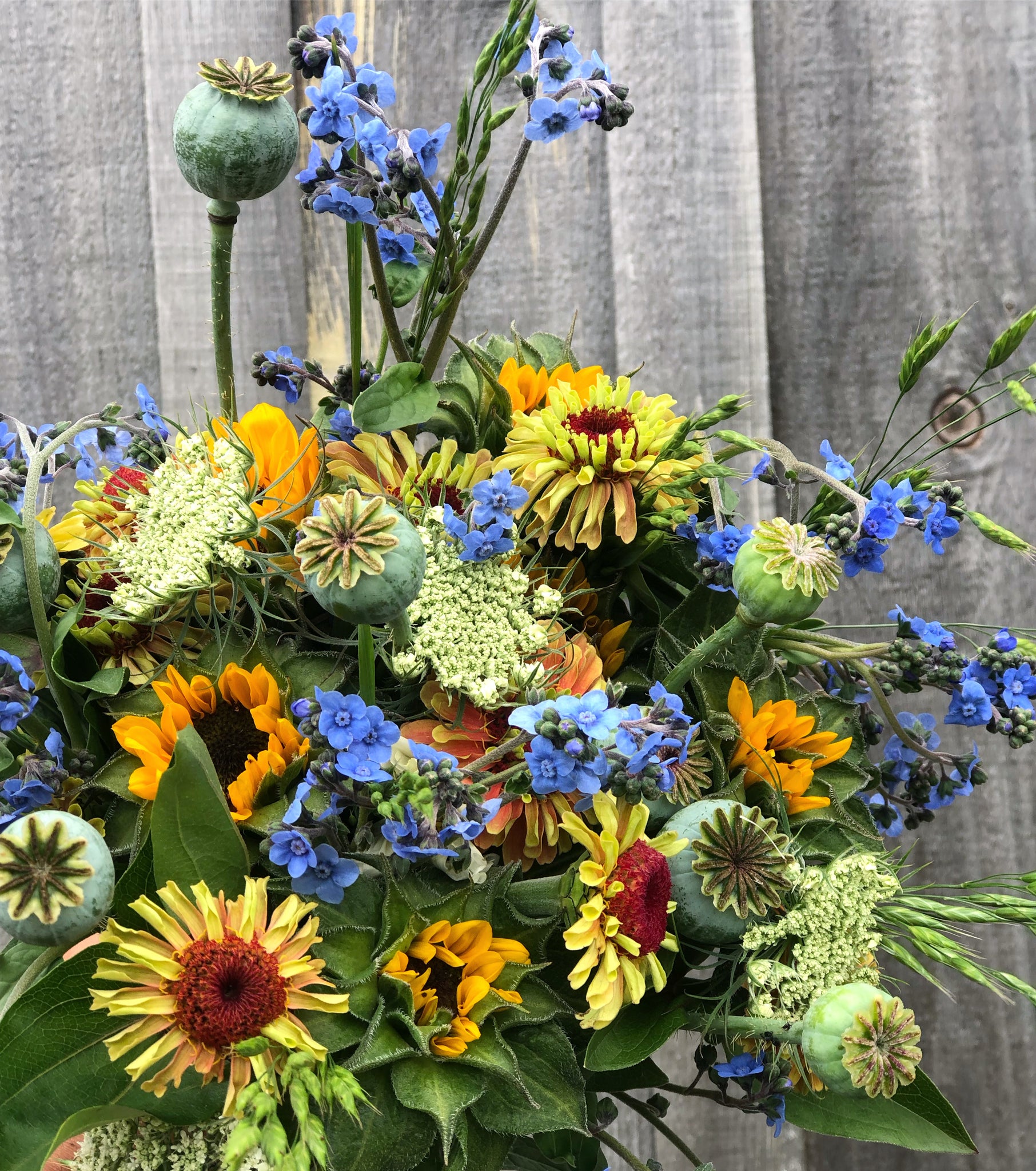forget me not seed to flower time Chinese Forget-Me-Not – Truelove Seeds