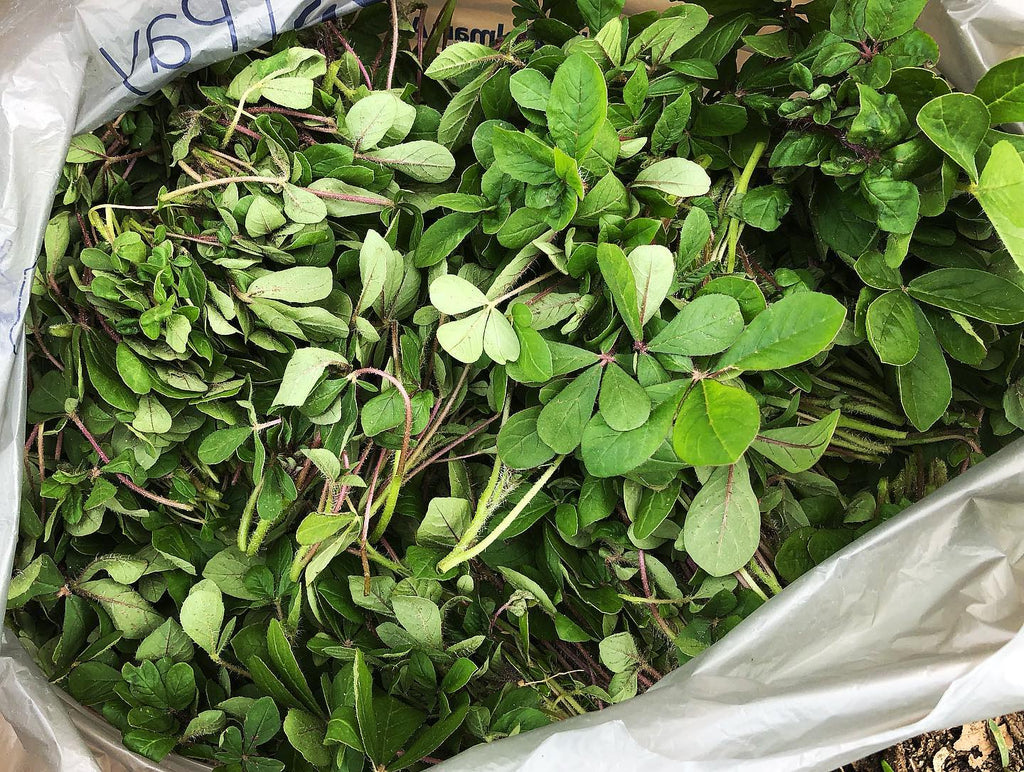 Chinsaga (Cleome Leaf) Truelove Seeds