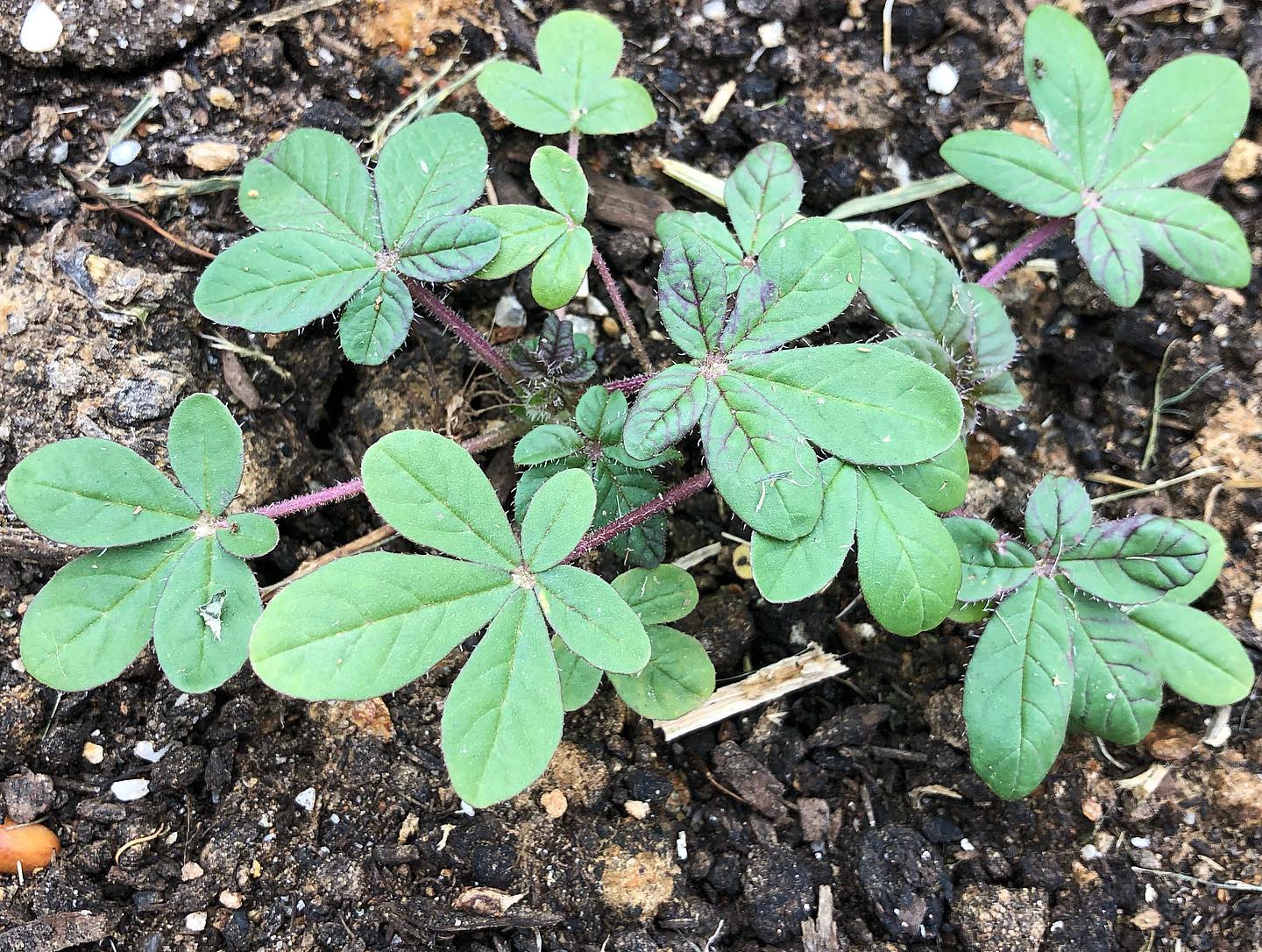 spider plant vegetable Chinsaga (Cleome Leaf) – Truelove Seeds