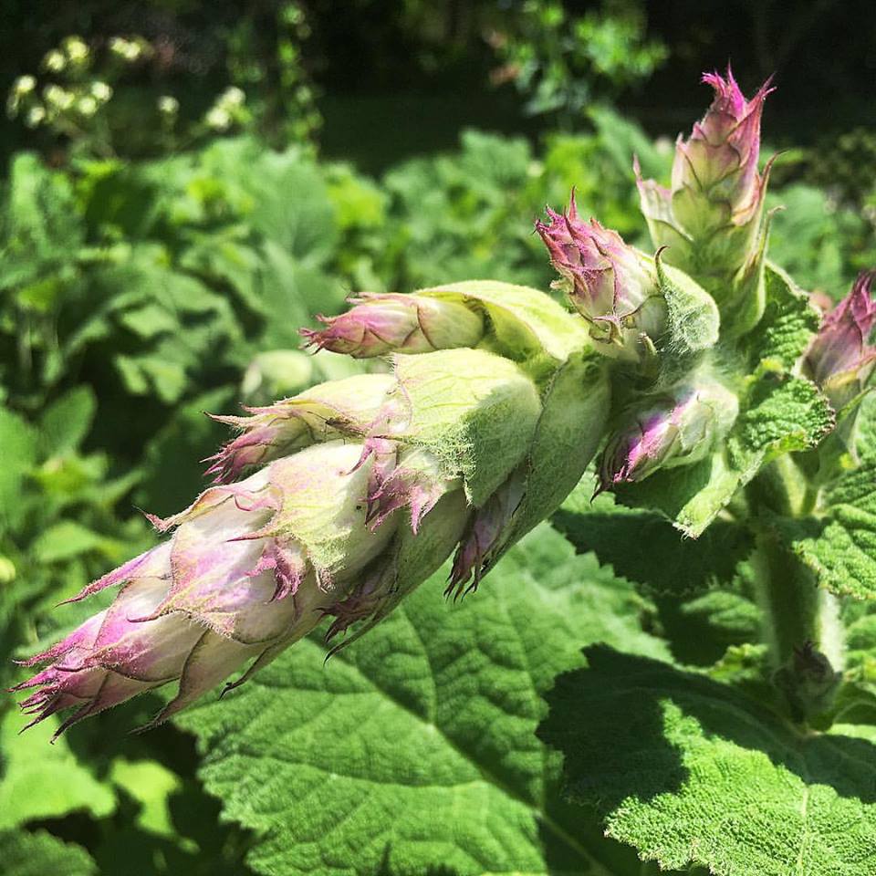 Clary Sage