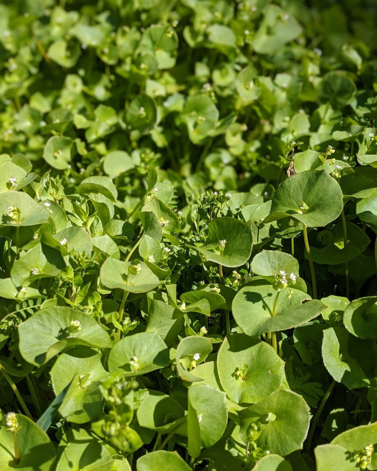 planting and seeding for sale clayton Claytonia – Truelove Seeds