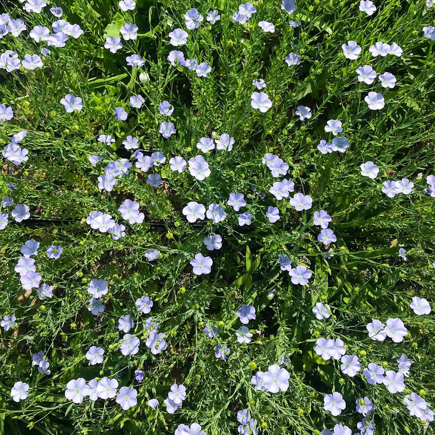 flax seed plant leaves Common Flax – Truelove Seeds