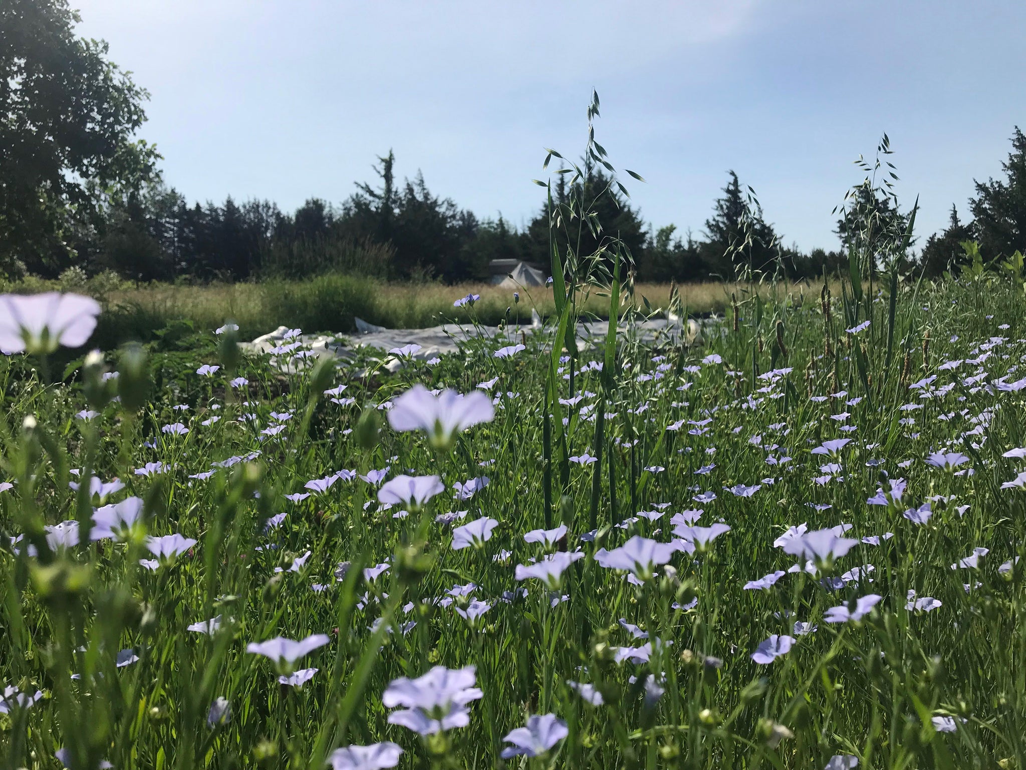 Common Flax – Truelove Seeds