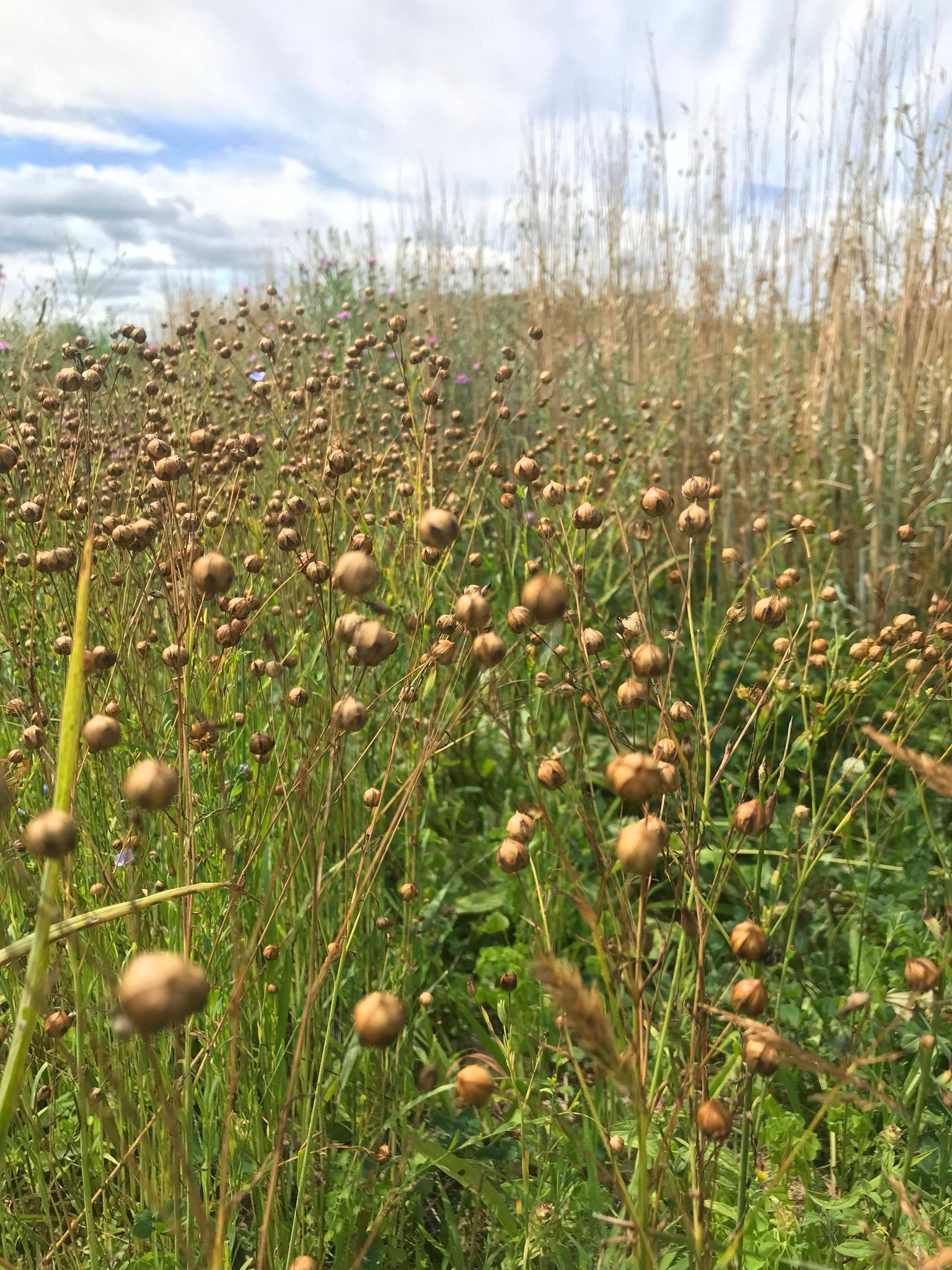 plant flax seeds Common Flax – Truelove Seeds