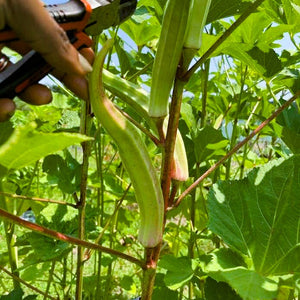 Cow Horn Okra