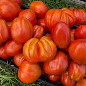 Gigante di Rotonda Tomato