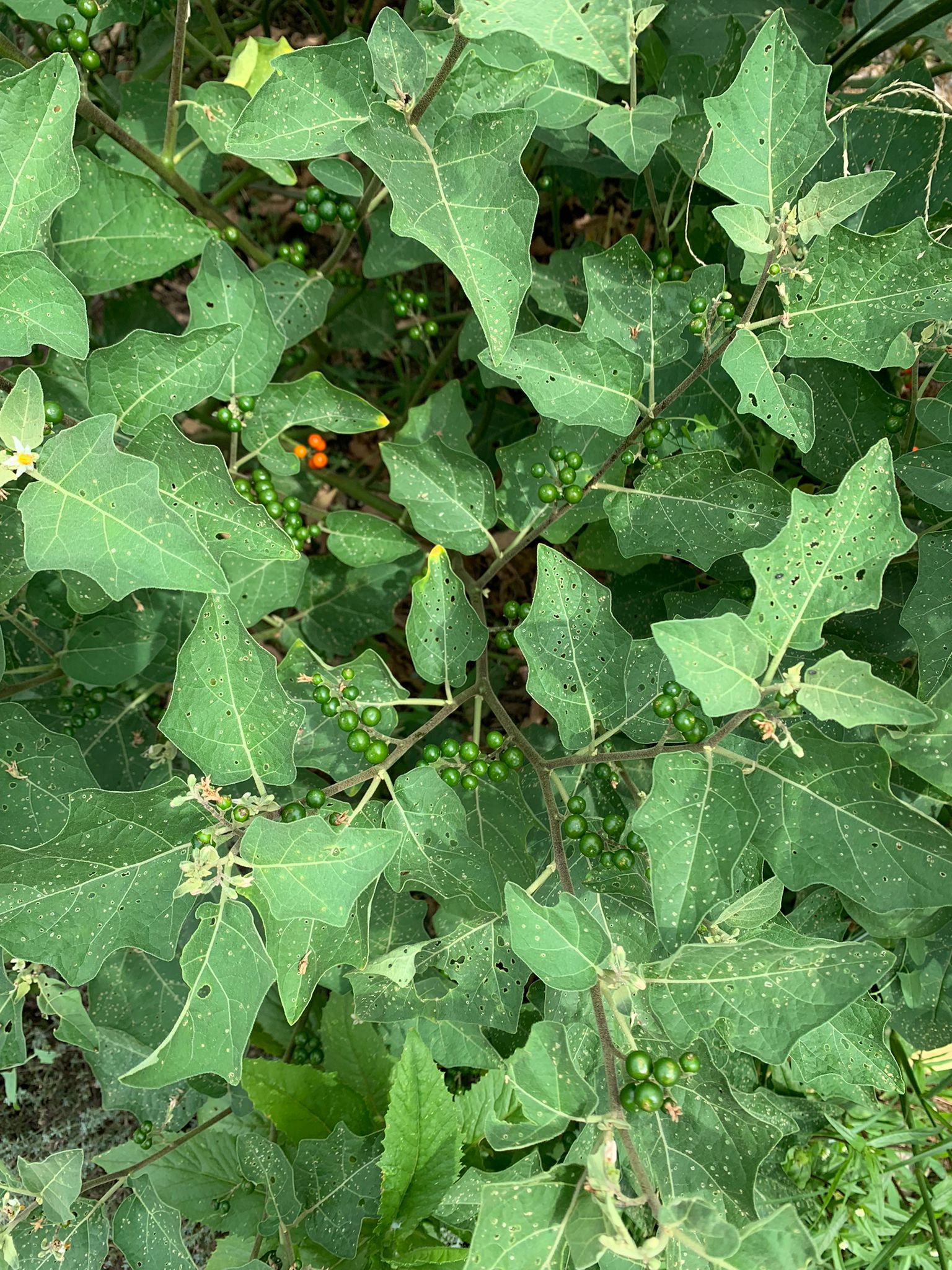 Dark Pea Eggplant (Ta Kaw Ka Tha) – Truelove Seeds