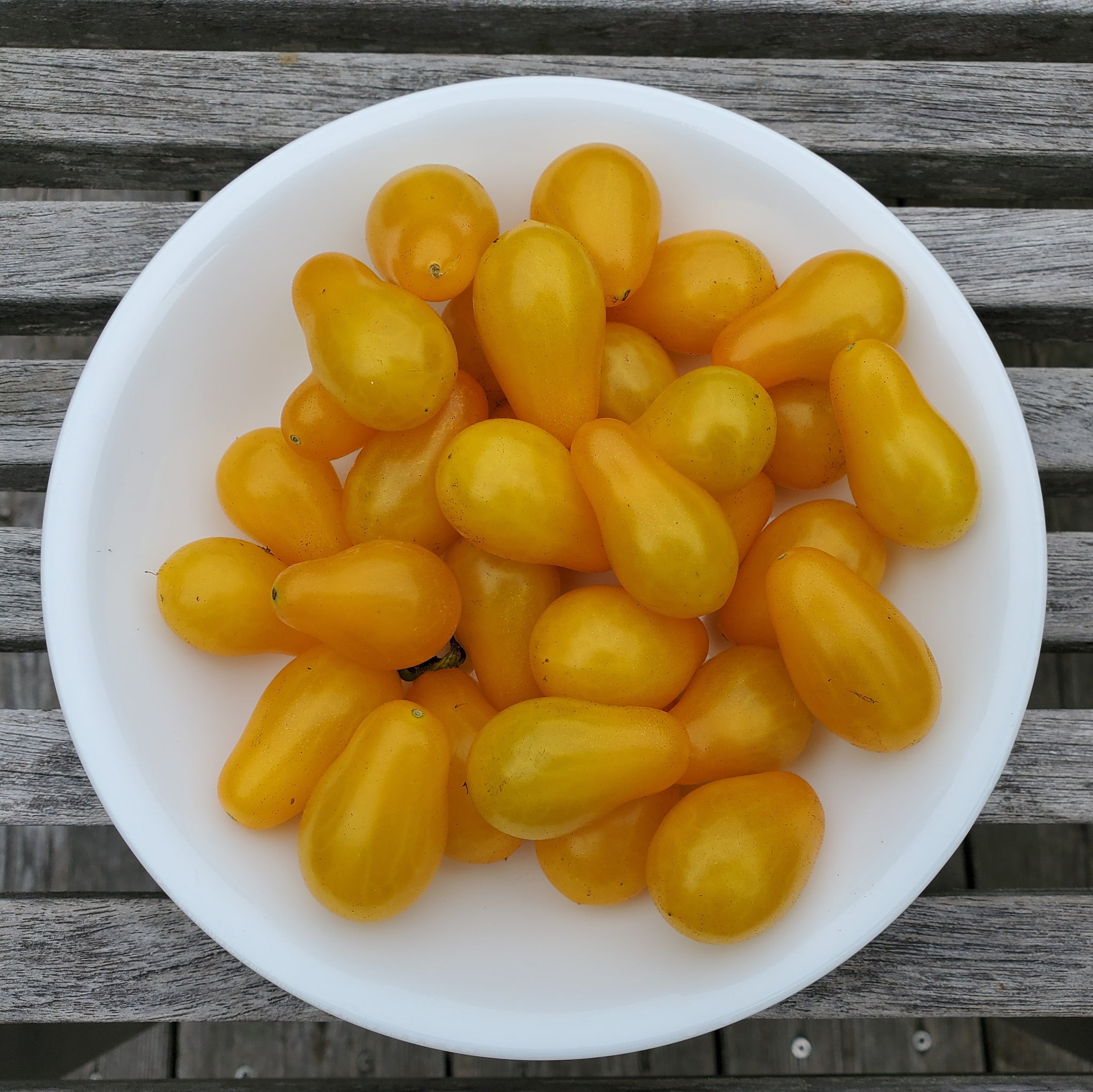 Dattelwein Cherry Tomato – Truelove Seeds
