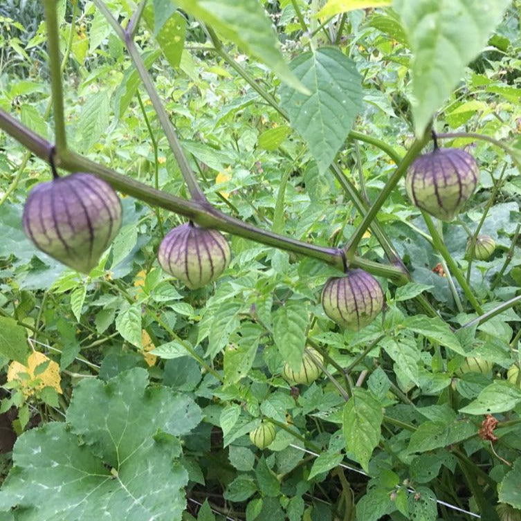 De Milpa Tomatillo