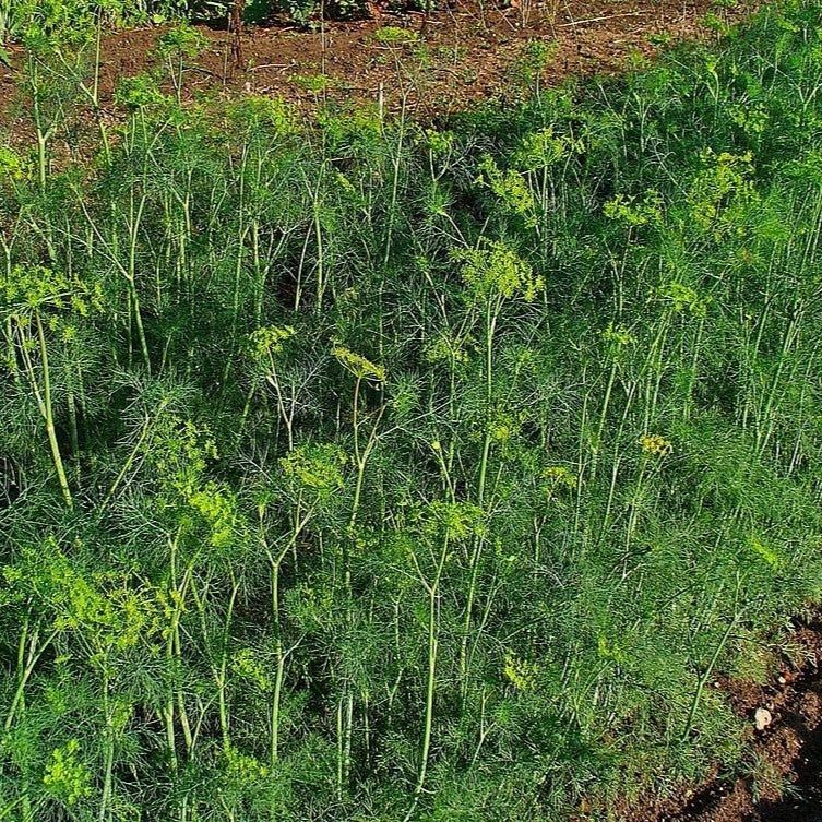 Dill – Truelove Seeds