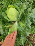 Dottenfelder Cabbage