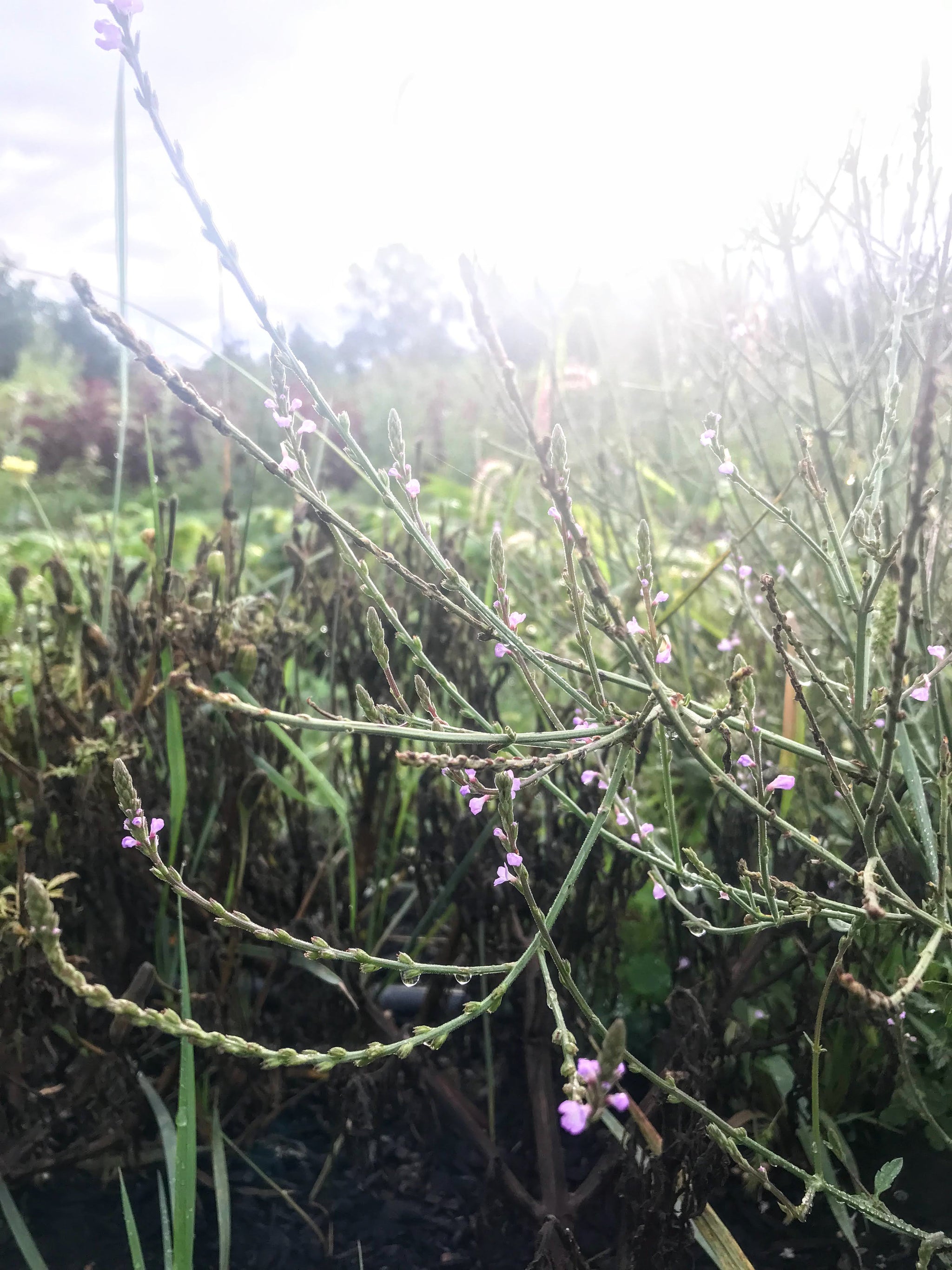 European Vervain – Truelove Seeds