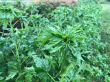 Ewedu (Nigerian Jute Leaves)