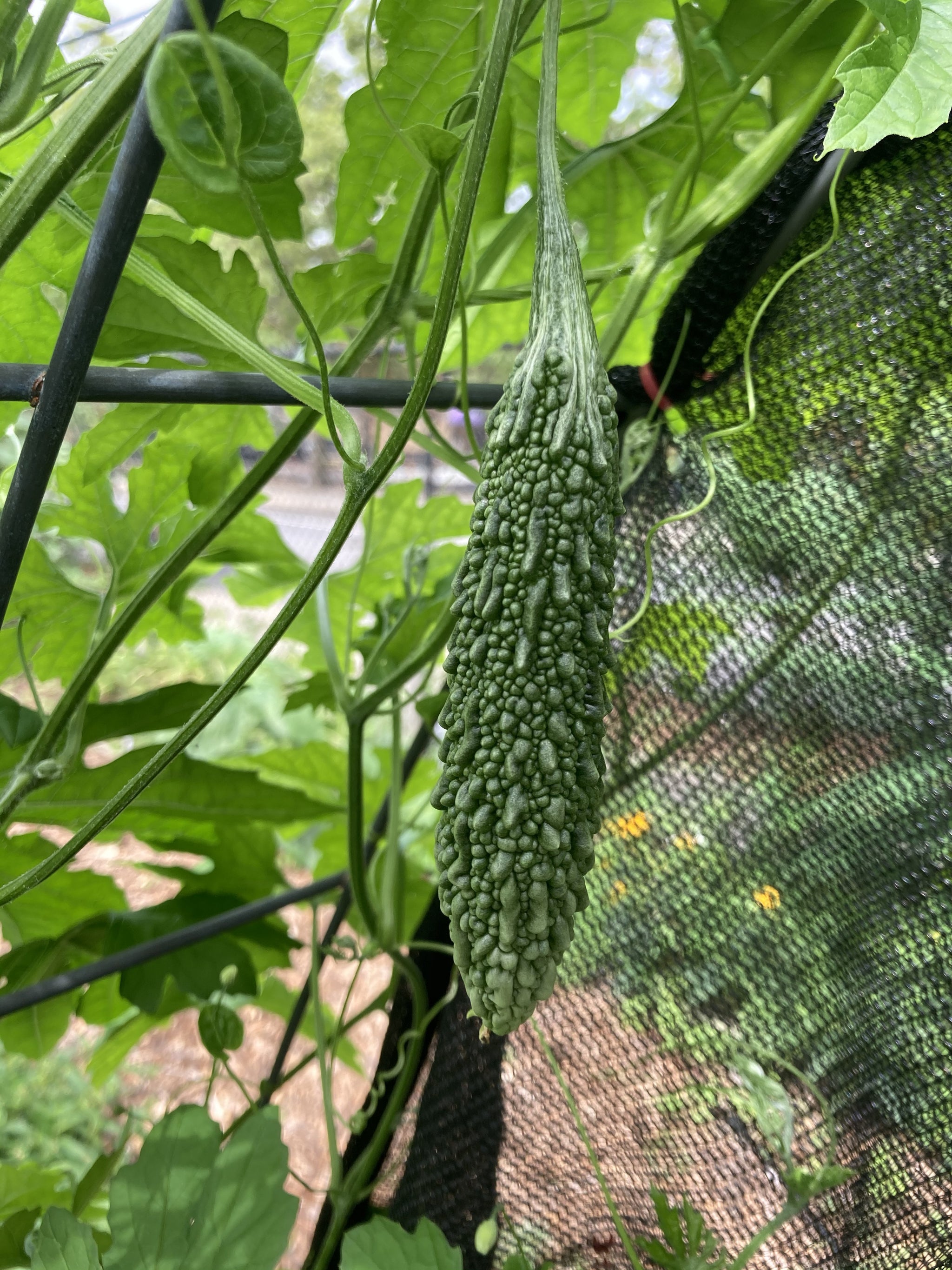 Futo Spindle Bitter Melon – Truelove Seeds