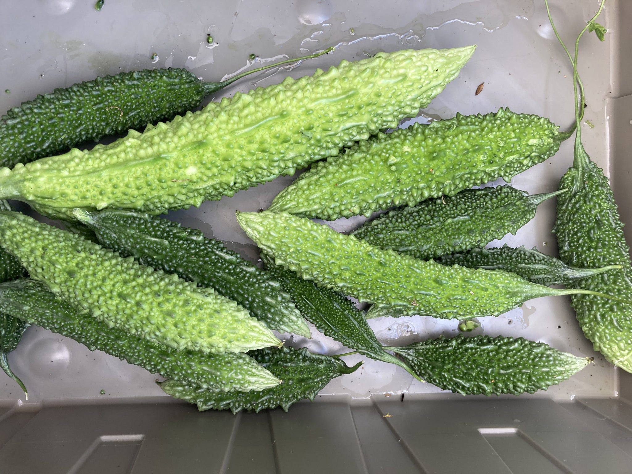 Futo Spindle Bitter Melon – Truelove Seeds