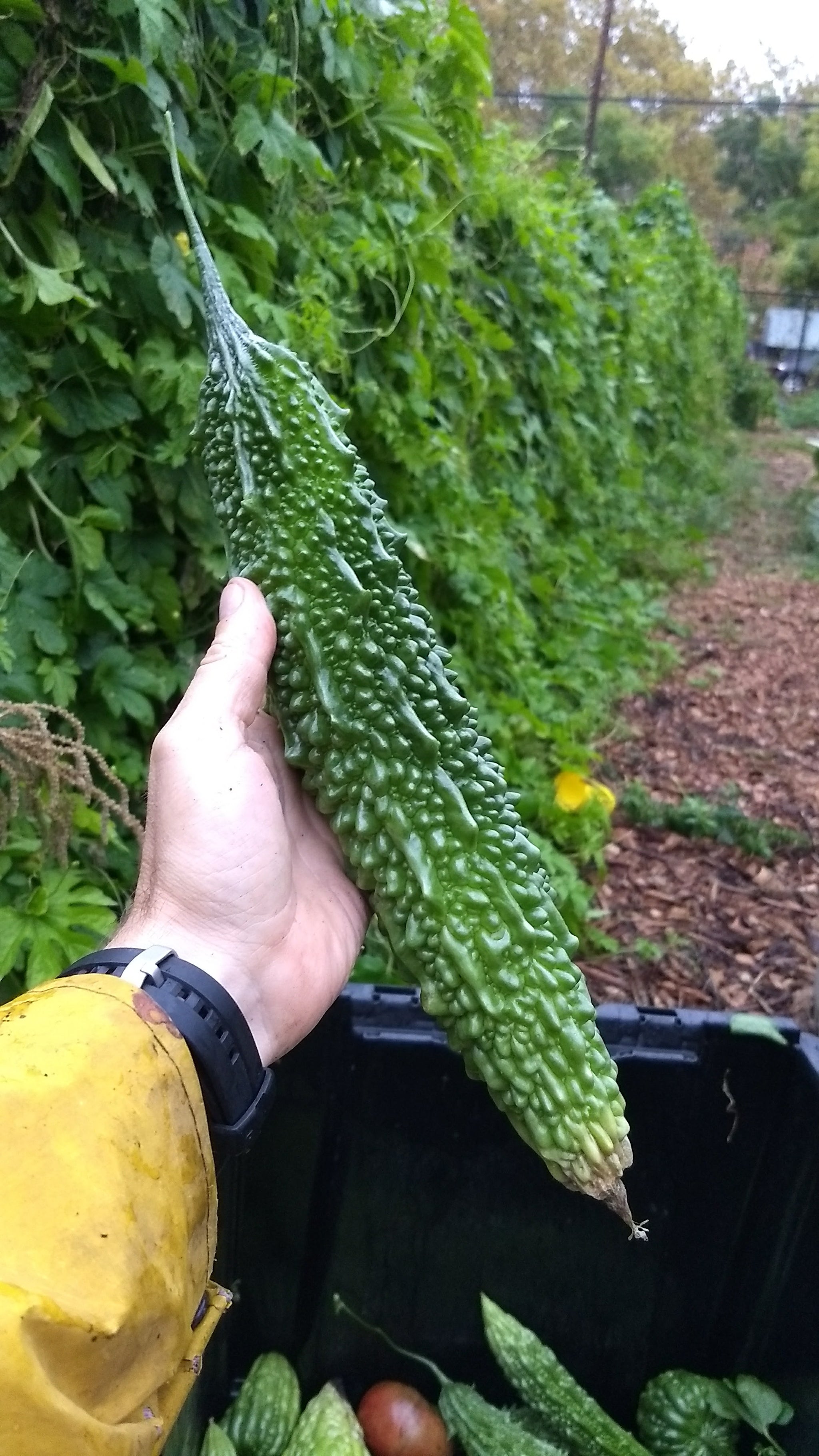 FutoSpindleBitterMelon8_2048x.