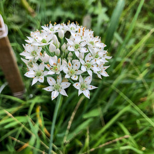 Garlic and Chives – Twice as Tasty