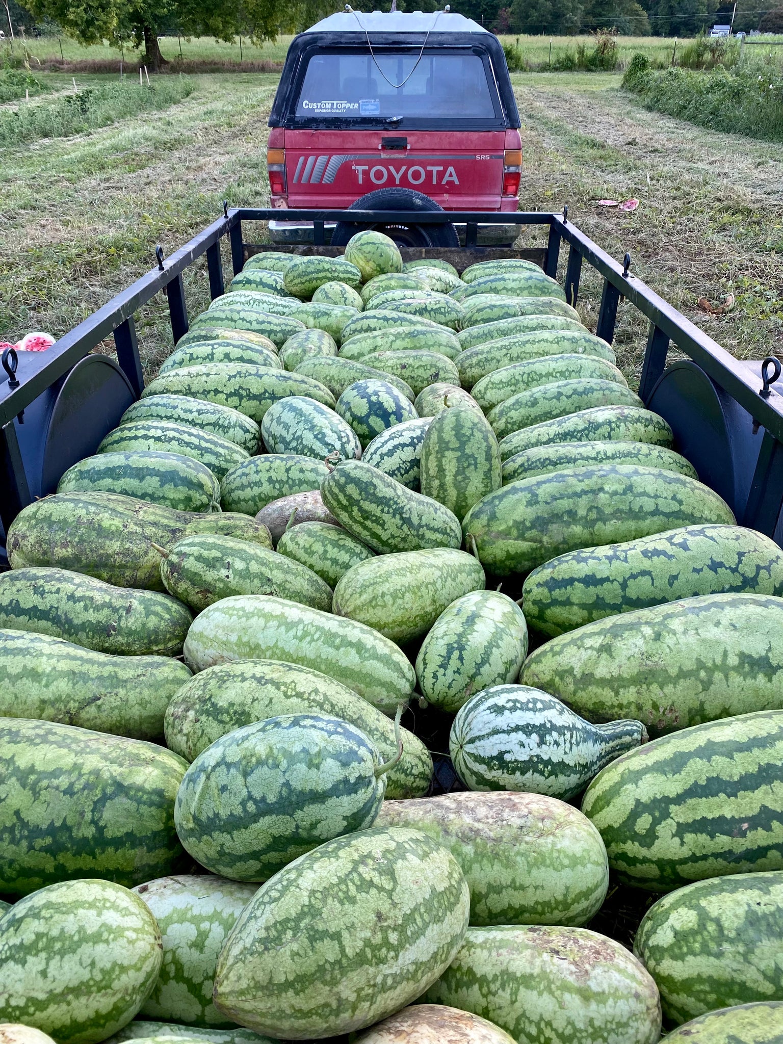 snake melon plant Georgia Rattlesnake Watermelon – Truelove Seeds