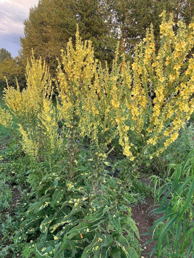 mullein plant Greek Mullein
