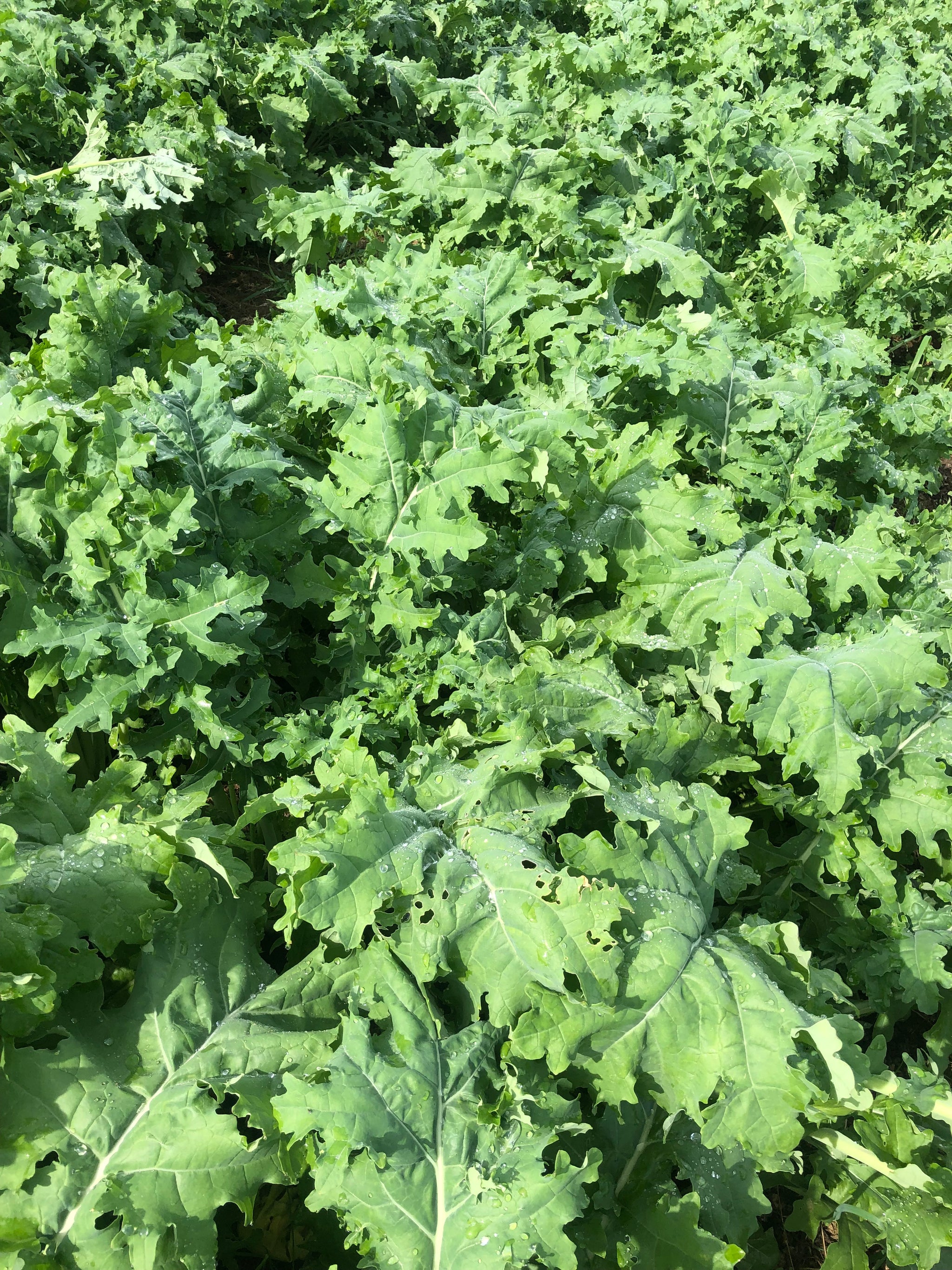 White Russian Kale – Truelove Seeds