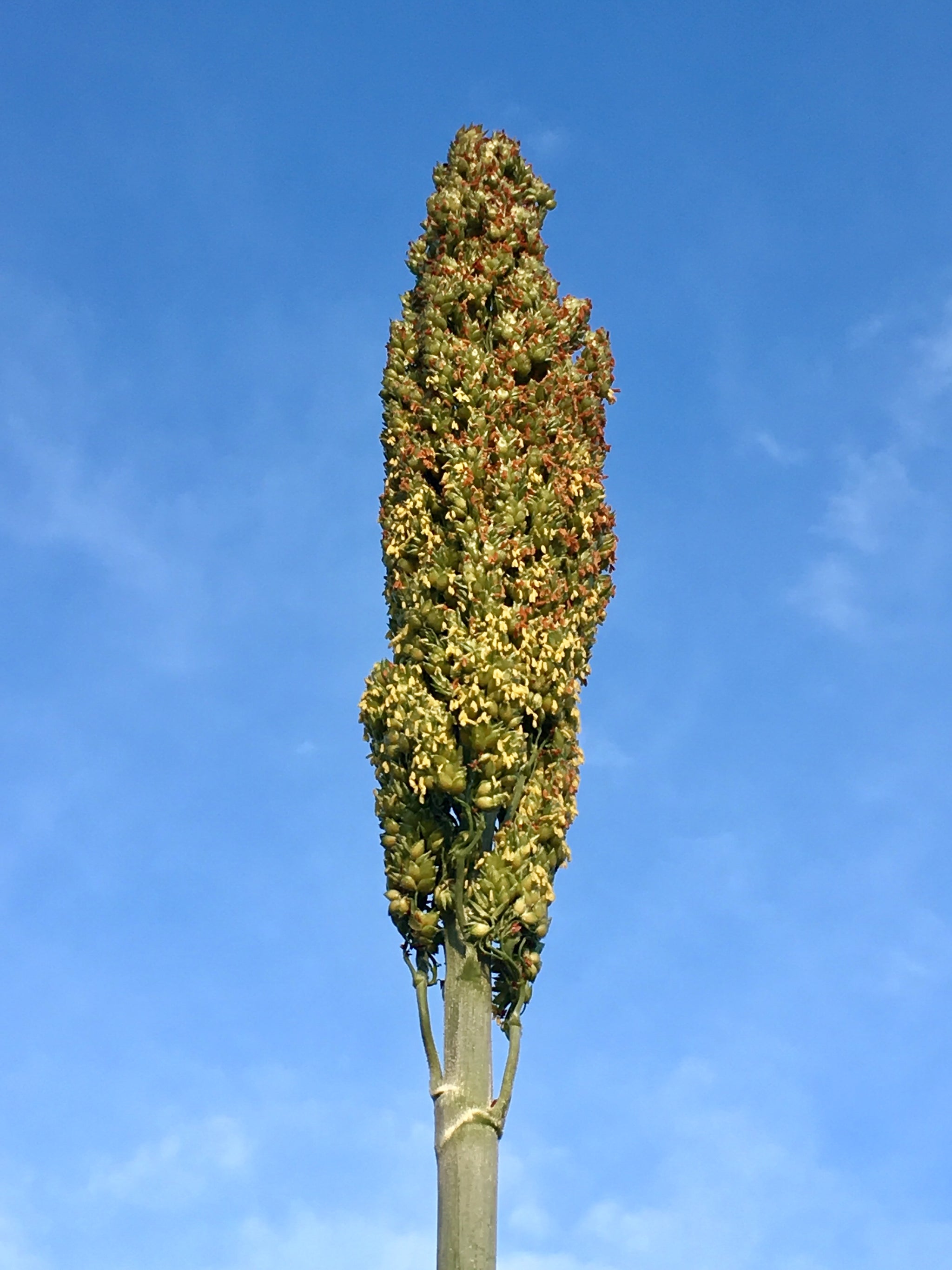 sweet sorghum seeds for planting Sugar Drip (Sweet Sorghum) – Truelove Seeds