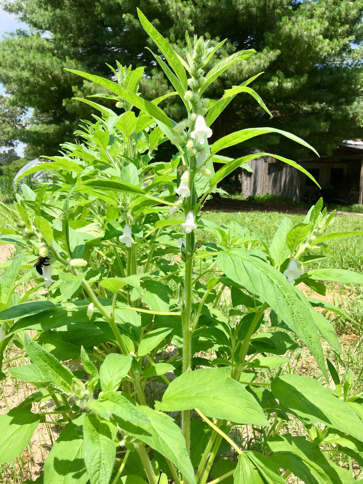 benne seed plant Benne (Sesame)
