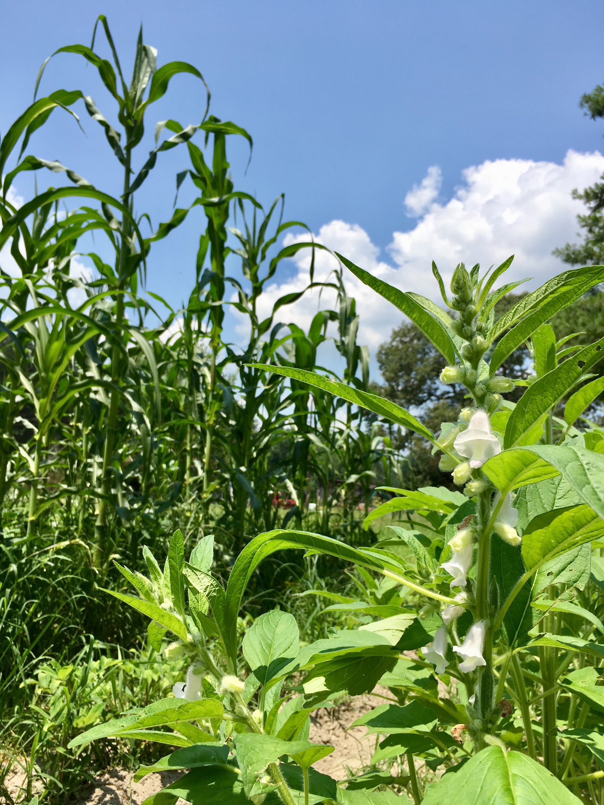 benne seed plant Benne (Sesame)