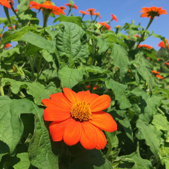 Tithonia (Mexican Sunflower)