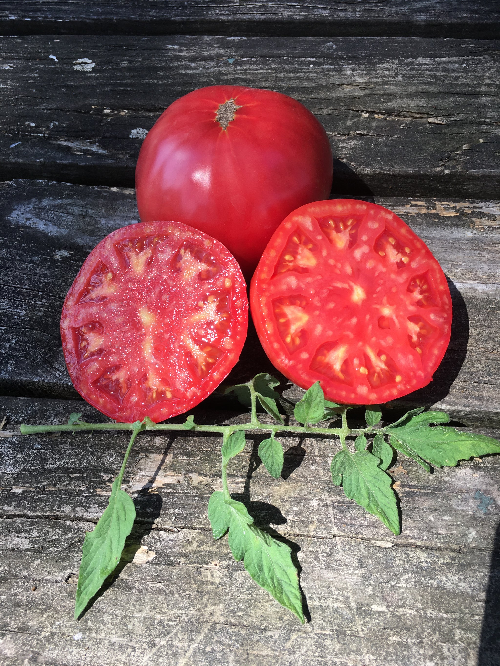 Dr. Lyle Tomato – Truelove Seeds