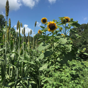 Hopi Dye Sunflower