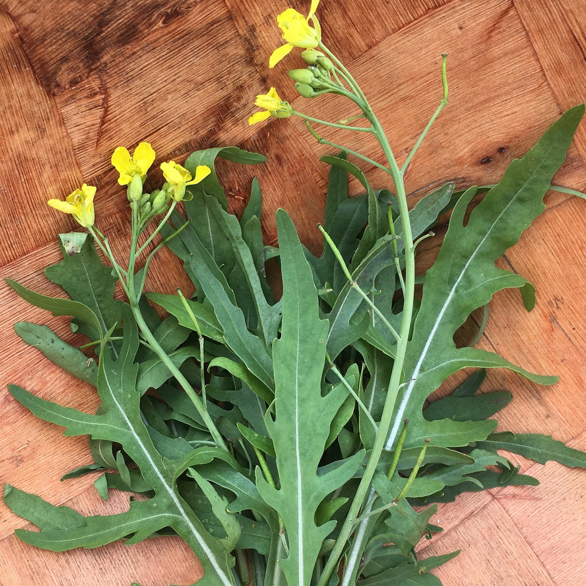 Selvatica Rucola (Wild Arugula) Truelove – Seeds
