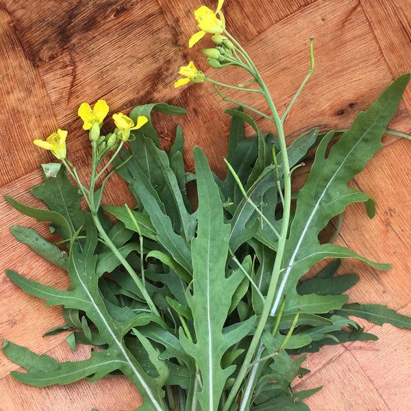 Как цветет руккола в природе фото Selvatica Rucola (Wild Arugula) - Truelove Seeds