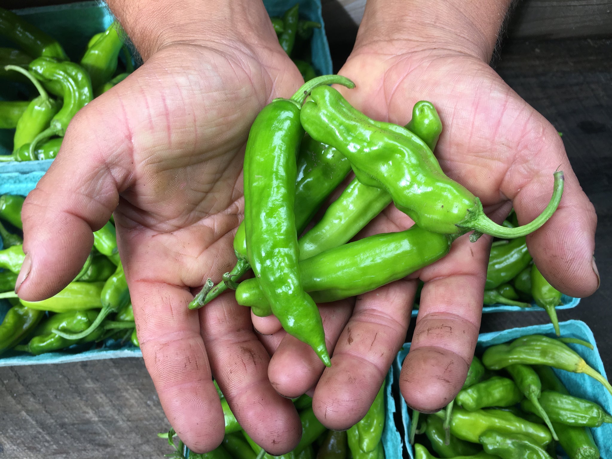 Shishito Pepper – Truelove Seeds