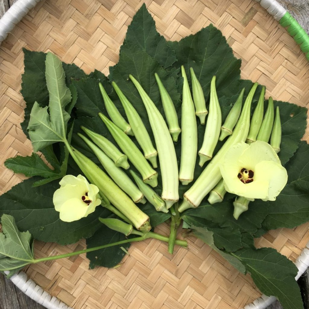 White Velvet Okra Truelove Seeds