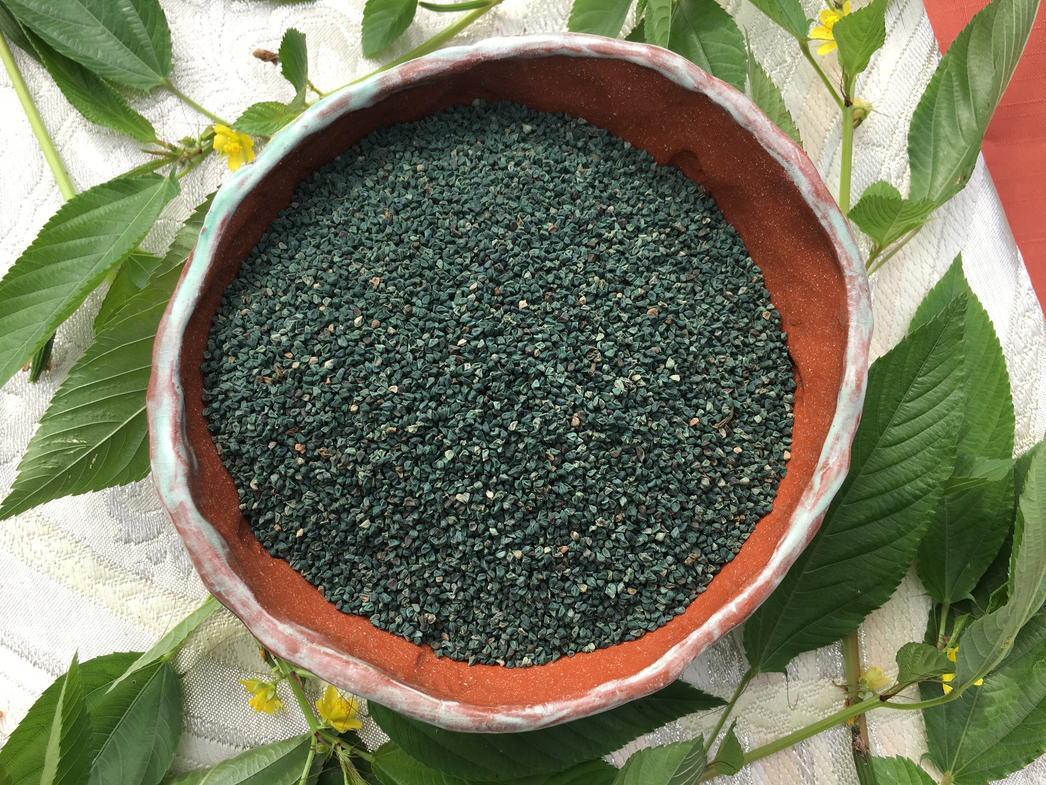 molokhia plant seeds Francois Syrian Molokhia – Truelove Seeds