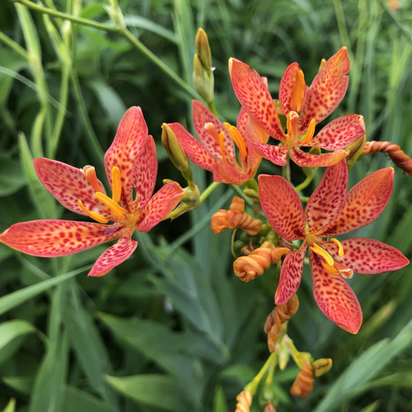 blackberry tiger lily Blackberry Lily