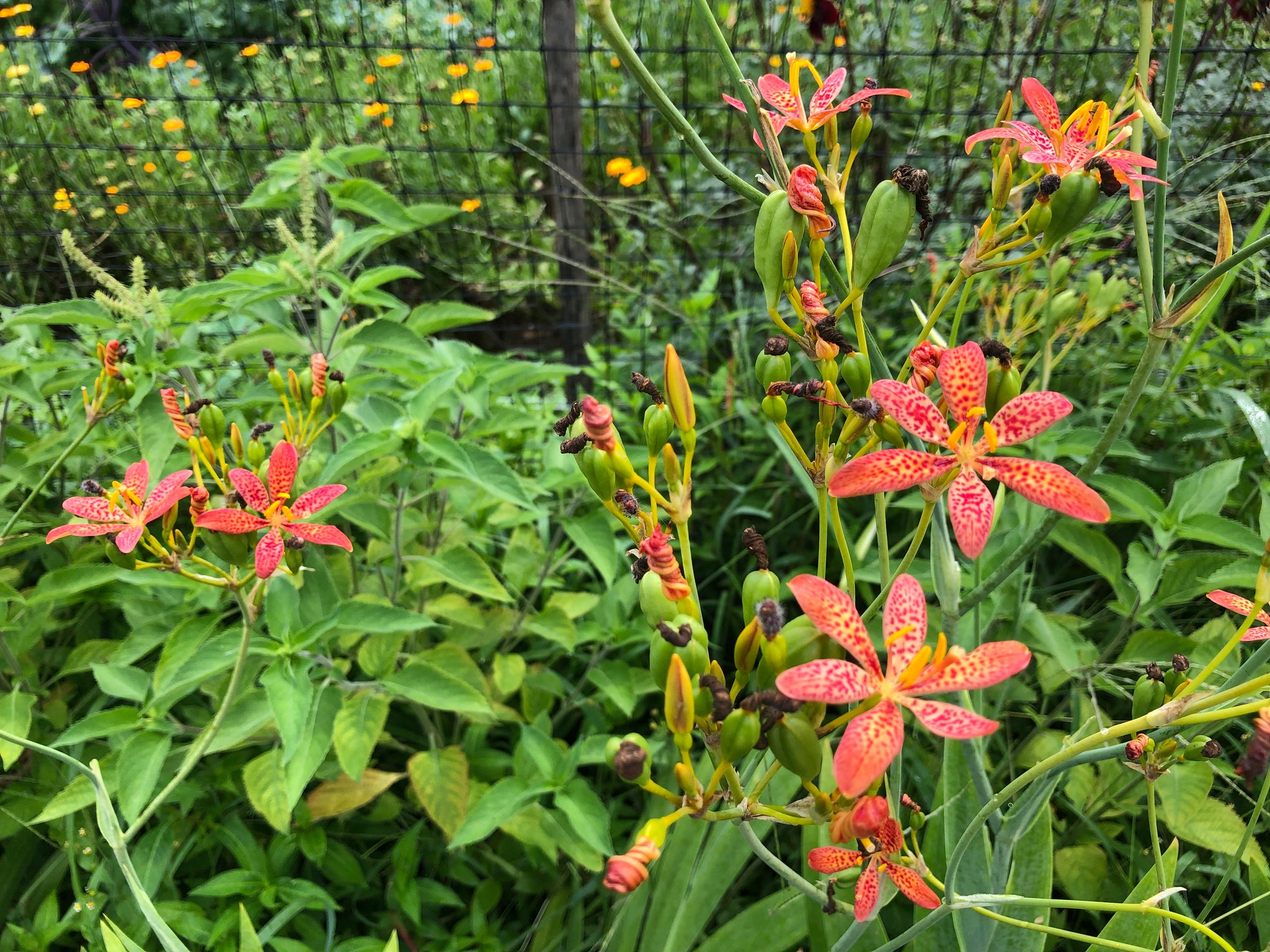blackberry lily seeds planting Blackberry Lily – Truelove Seeds
