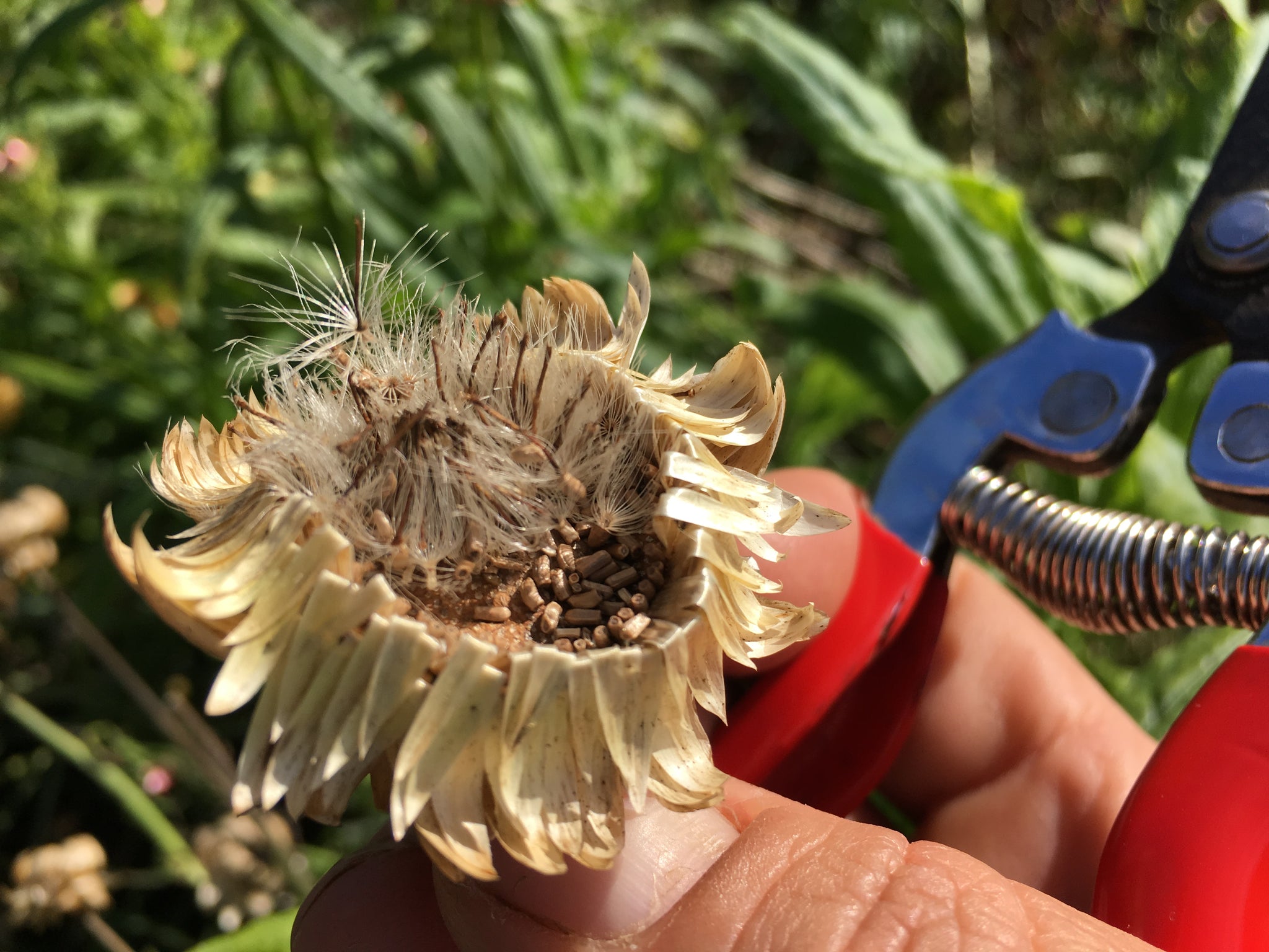 Strawflower  Truelove Seeds