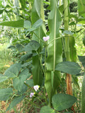 Whippoorwill Southern Pea