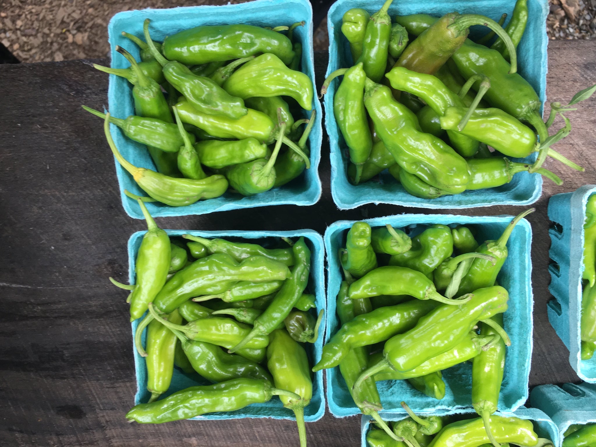 Shishito Pepper – Truelove Seeds