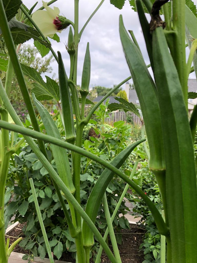 bhindi plant in pot Indian Bhindi