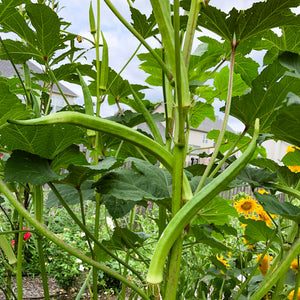 bhindi plant in pot Indian Bhindi – Truelove Seeds