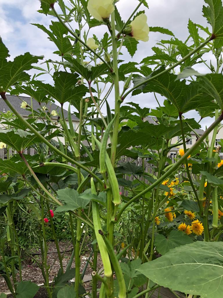 Indian Bhindi – Truelove Seeds