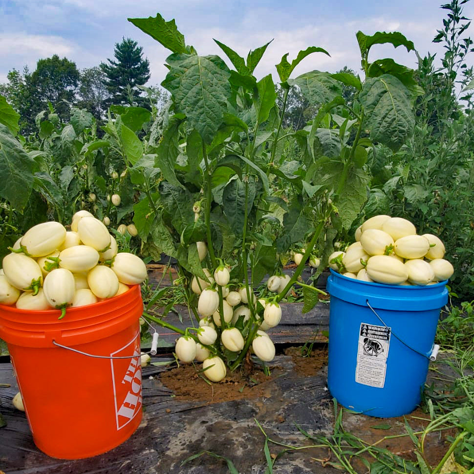 african garden egg seeds Intore (African Eggplant) – Truelove Seeds