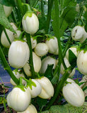 Intore (African Eggplant)