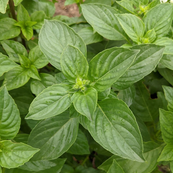 Iraqi Reehan Basil Truelove Seeds