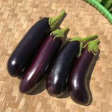 Ischia Eggplant